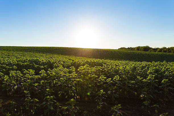 istock Young sunflower in the field 586695666