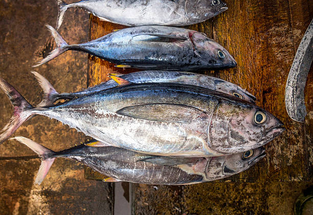 Freshly caught yellow tuna on fish market five Freshly caught tuna at  fish market, Sri Lanka. skipjack stock pictures, royalty-free photos & images