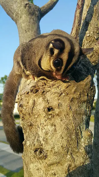 Photo of Small possum or sugar glider climb on the tree