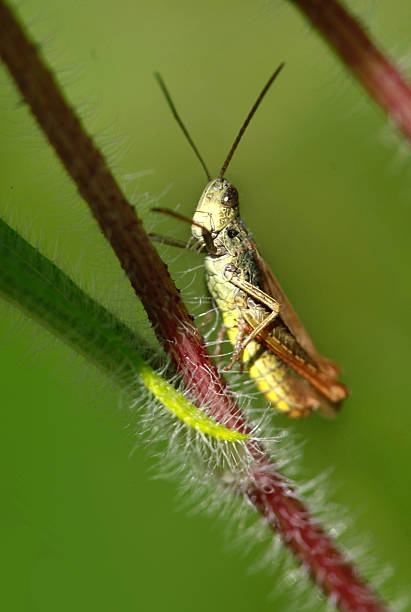 istock grasshopper on green plant 586696154