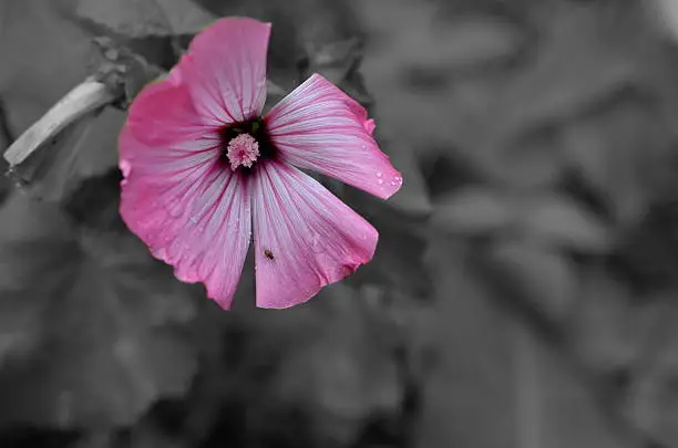 closeup of pink petunia blossom with colorkey effect