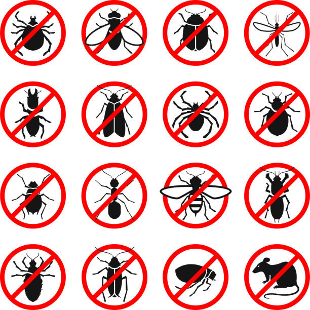 ilustraciones, imágenes clip art, dibujos animados e iconos de stock de control de plagas. insectos dañinos y roedores establecen iconos. ilustración vectorial - grillotalpa