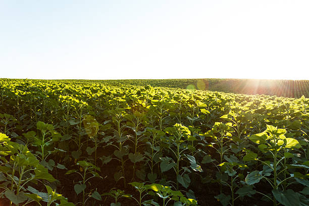 istock Young sunflower in the field 586696942