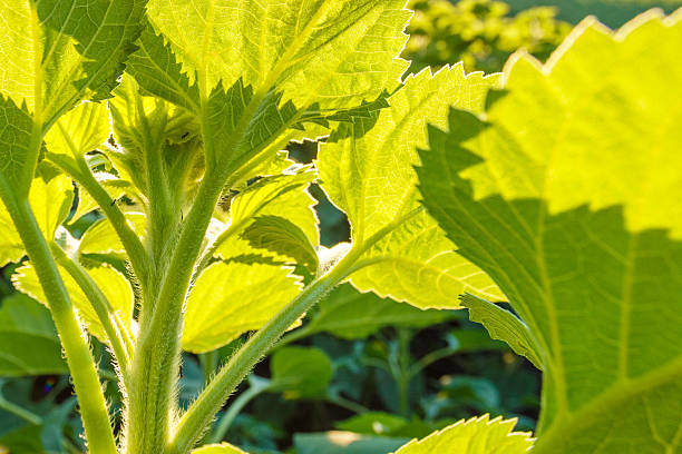 istock Sunflower growth at sunset, close 586697068