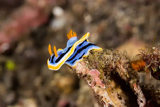 Underwater picture of Chromodoris annae Nudibranch Sea Slug