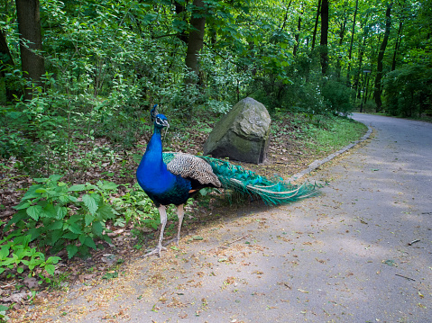Full body view of a male blue Peacock (pavo cristatus) on a paved path