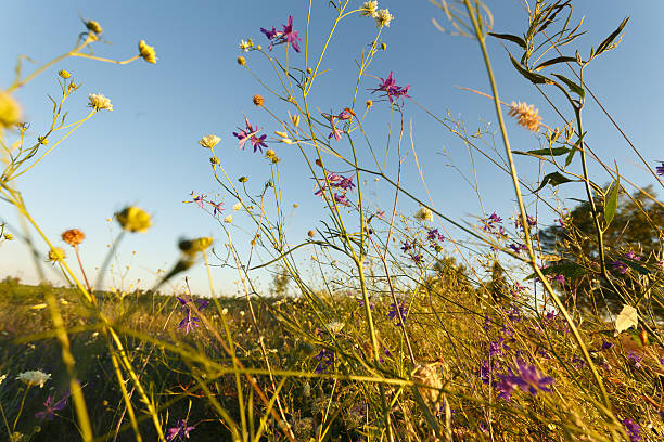 istock Wild flowers at the meadow 586698376