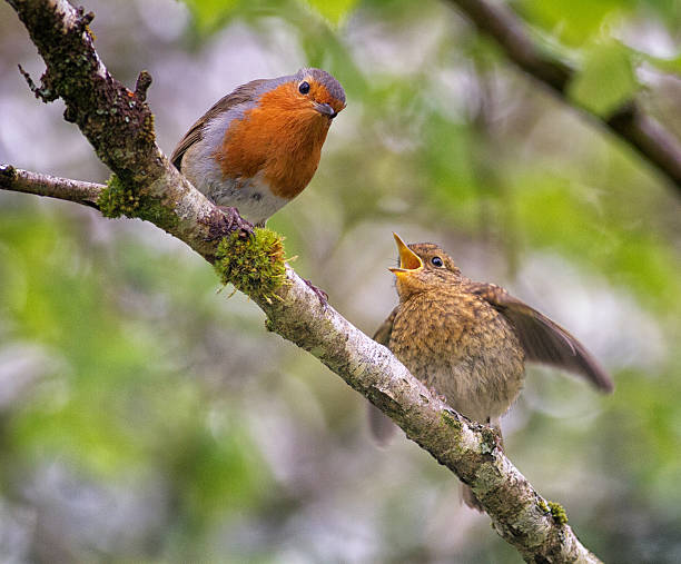 istock Male robin with juvenile fledgling 586699044