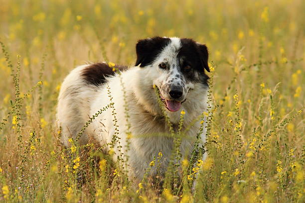 romanian shepherd dog standing on natural meadow full of yellow flowers, image taken near the sheep farm