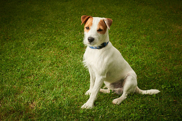 1,300+ Parson Terrier Stock Photos, Pictures & Royalty-Free Images - iStock