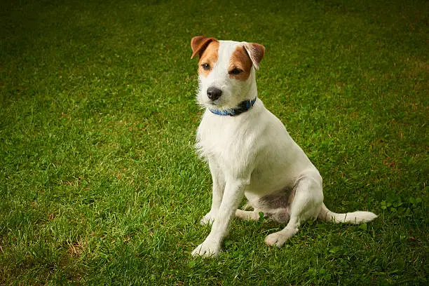 Jack Russell Parson Terrier dog sitting on grass lawnJack Russell Parson Terrier dog sitting on grass lawn