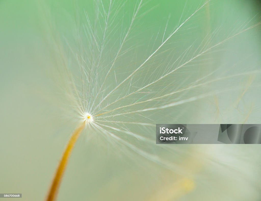 Dandelion seed macro Dandelion seed macro shot in green background. Botany Stock Photo
