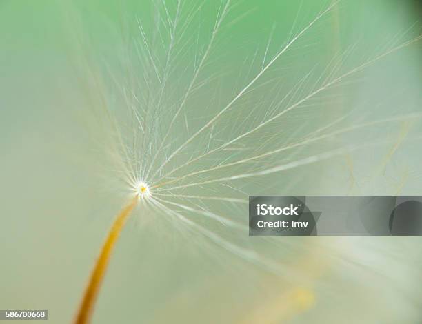 Dandelion Seed Macro Stock Photo - Download Image Now - Botany, Conjugation - Biological Process, Dandelion