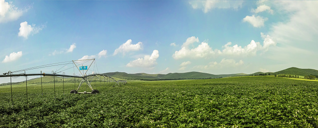 Potatoes flower under blue sky and white cloud,Drip irrigation equipment