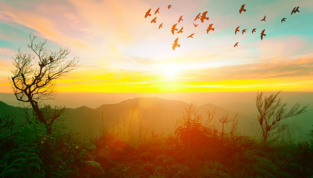 istock Sunrise at the mountain with trees and flying birds 586701892