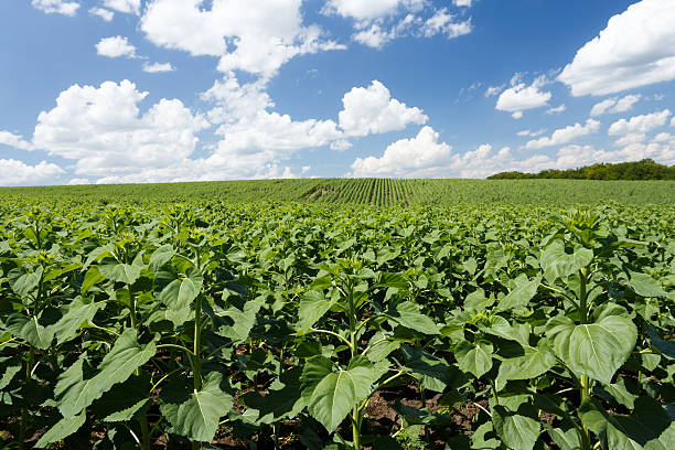 istock Field with young green sunflowers 586702322
