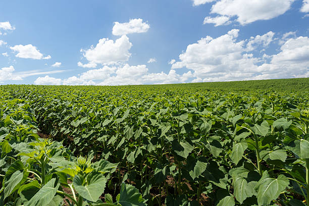 istock Field with young green sunflowers 586702686