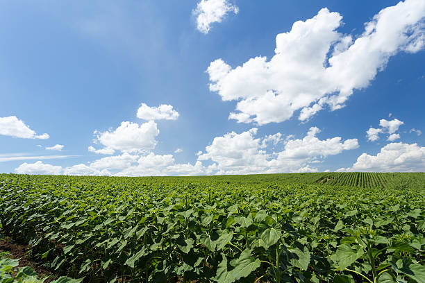 istock Field with young green sunflowers 586702738