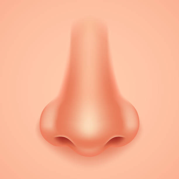인간의 코 현실적인 배경 격리 3d 디자인 벡터 일러스트 - 사람 코 stock illustrations