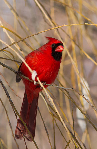 istock Northern Cardinal in winter 586703284