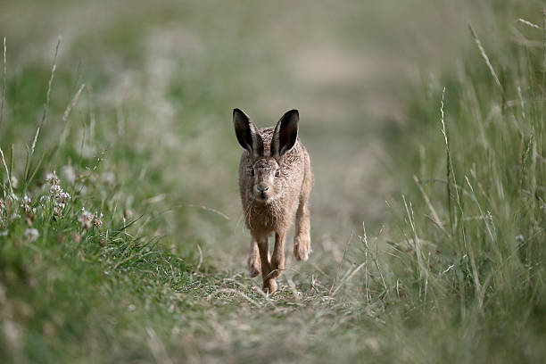 istock European brown hare, Lepus europaeus 586703444