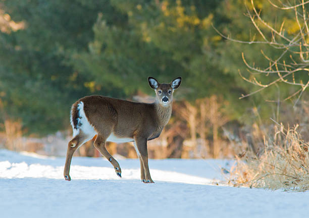 istock Whitetail deer in winter 586704118