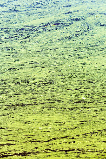 istock dead polluted waters with greenish dirty scum 586704300