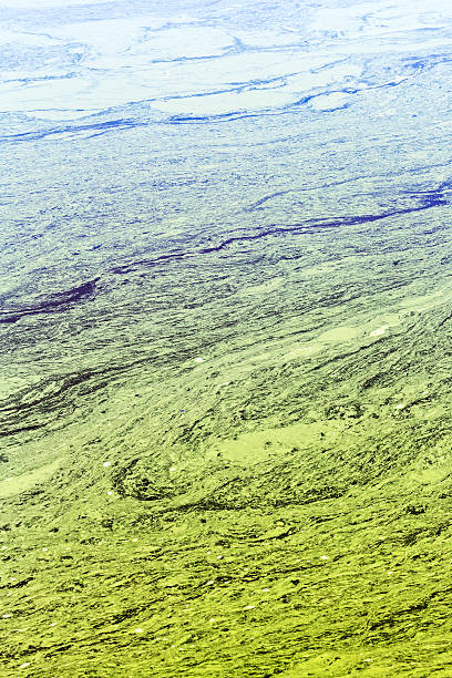 istock pond with polluted stale water with yellow and green strips 586705784