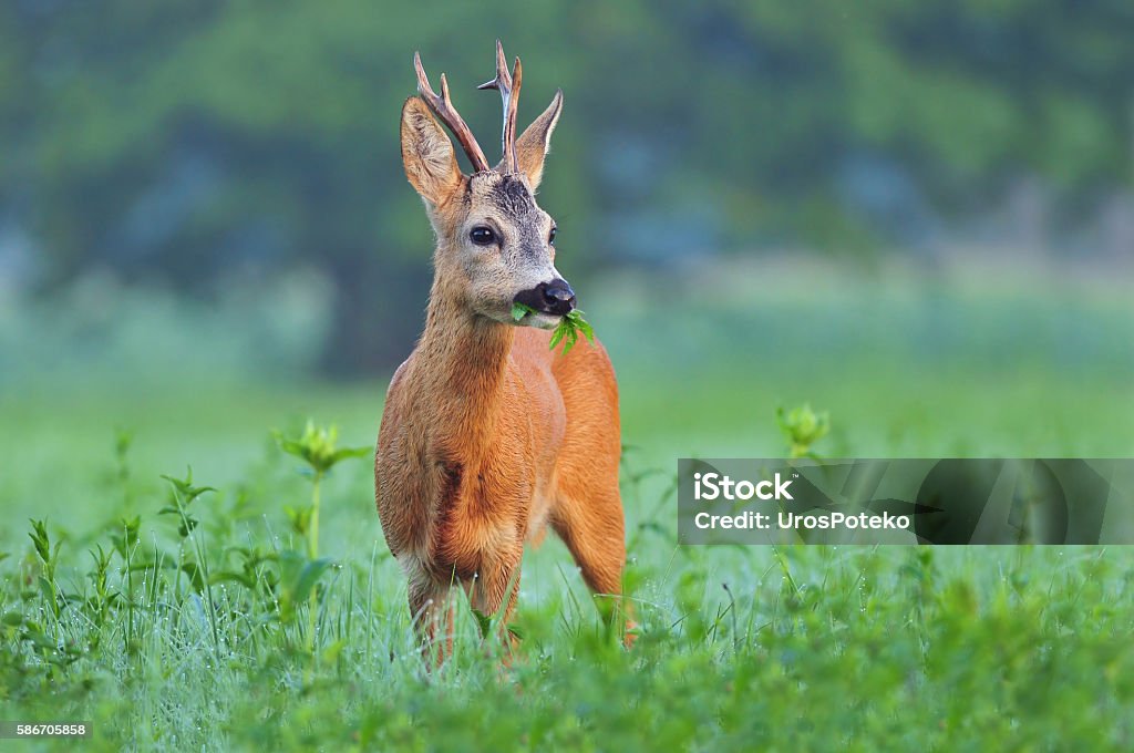 Chevreuil sauvage mangeant de l’herbe - Photo de Chevreuil libre de droits