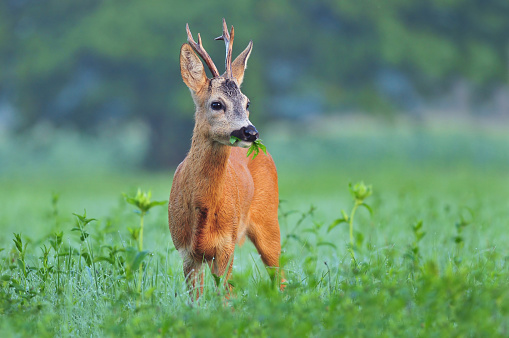 Wild roe deer standing in a field and eating weed