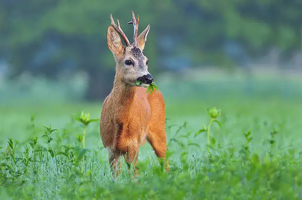 Wild roe deer standing in a field and eating weed