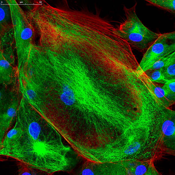 istock Confocal microscopy of fibroblast cells 586706316
