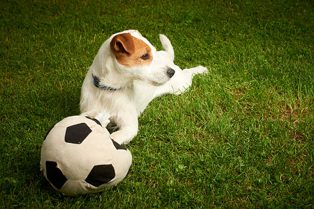 istock Jack Russell Parson Terrier dog playing with his ball 586706338