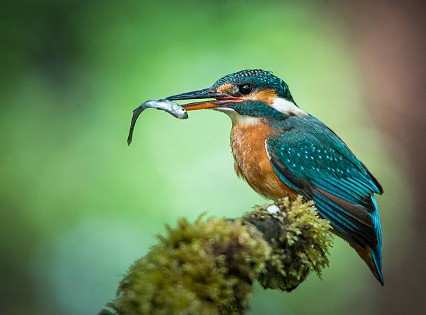 kingfisher with fish sitting on a mossy branch kingfisher with fish sitting on a mossy branch kingfisher stock pictures, royalty-free photos & images