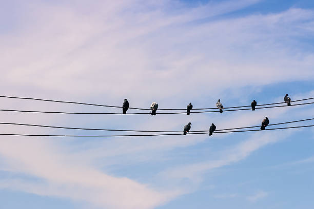 istock Birds on a wire against blue sky 586706424