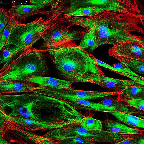 Confocal microscopy of fibroblast cells Real fluorescence microscopic view of human skin cells in culture. Nucleus are in blue, actin filaments are in red, tubulin was labeled with green magnification high scale magnification scientific micrograph cell stock pictures, royalty-free photos & images