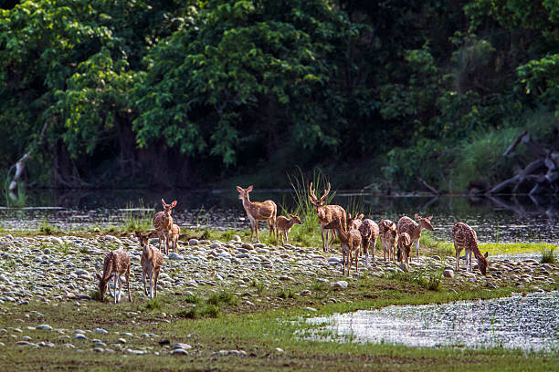 istock Spotted Deer in Bardia national park, Nepal 586706798