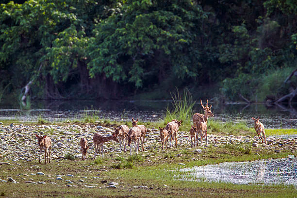 istock Spotted Deer in Bardia national park, Nepal 586706982
