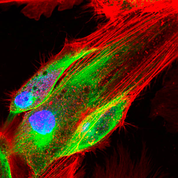 istock Confocal microscopy of fibroblast cells 586707028