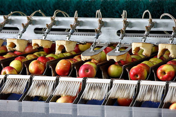 pommes propres et fraîches sur bande transporteuse - mass storage photos et images de collection