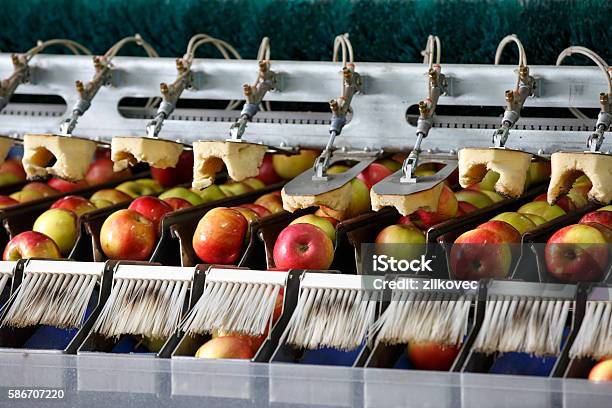 Clean And Fresh Apples On Conveyor Belt Stock Photo - Download Image Now - Fruit, Apple - Fruit, Food Processing Plant