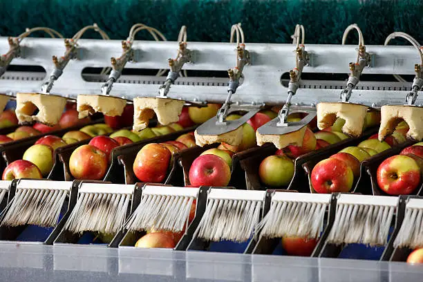 Photo of Clean and fresh apples on conveyor belt