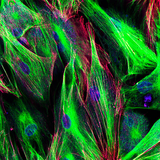mikroskopia konfokaliczna komórek fibroblastów - actin zdjęcia i obrazy z banku zdjęć