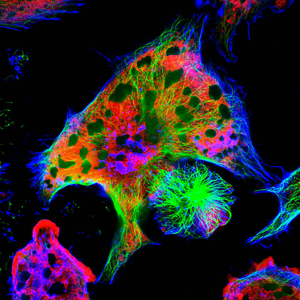 vista microscópica de fluorescencia real de la línea celular del neuroblastoma de los ratones - stem cell human cell animal cell science fotografías e imágenes de stock