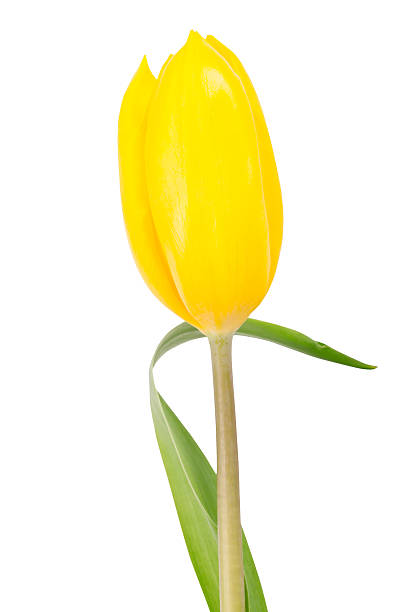 istock Yellow tulip isolated on white 586707914