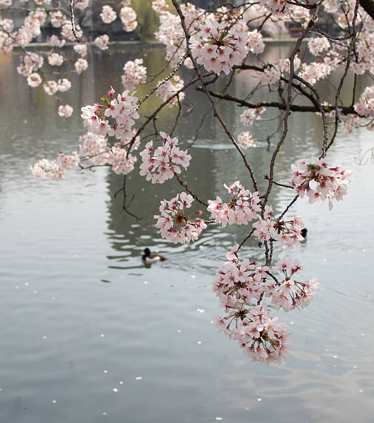 istock Cherry blossom sakura flowers reflecting in water 586707960