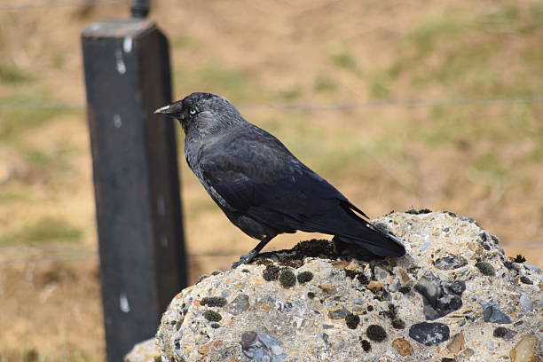 istock black crow jackdaw bird outdoors background wildlife 586708636