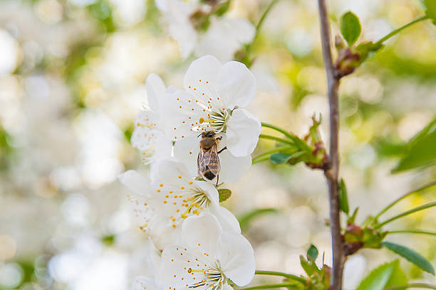 istock Bee collects nectar and pollen on cherry tree branch 586709332