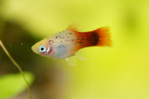 platy     (xiphophorus maculatus) - aquaristik imagens e fotografias de stock