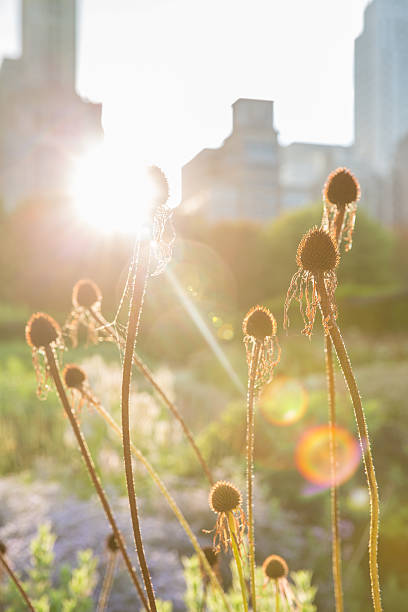 istock Urban Garden 586709450